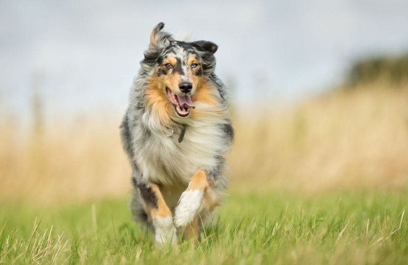 Losloopgebieden voor honden