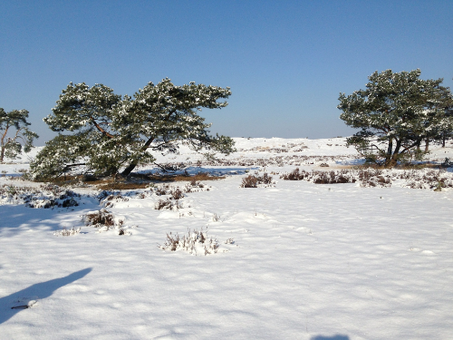 Wintercamping Veluwe